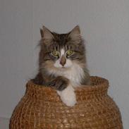 Norsk Skovkat Thyra Danebod