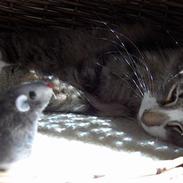 Norsk Skovkat Thyra Danebod