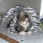 Norsk Skovkat Thyra Danebod