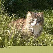 Norsk Skovkat Thyra Danebod