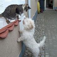 Blanding af racer Samson