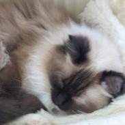 Ragdoll Gismo