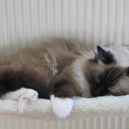 Ragdoll Gismo