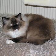 Ragdoll Gismo