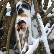 Blanding af racer Plys