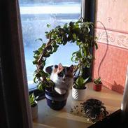 Blanding af racer Plys