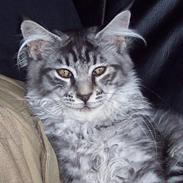 Maine Coon Scar