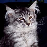 Maine Coon Scar