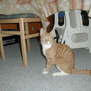 Blanding af racer Kalo DøD