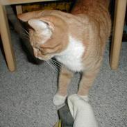 Blanding af racer Kalo DøD