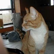 Blanding af racer Kalo DøD