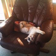 Blanding af racer Speedy