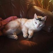 Blanding af racer Speedy