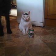 Blanding af racer Speedy