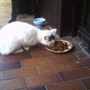 Blanding af racer Speedy