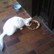 Blanding af racer Speedy