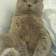 British Shorthair Felix 