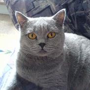 British Shorthair Felix 