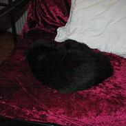 Blanding af racer Stella