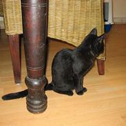 Blanding af racer Stella