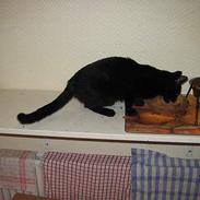 Blanding af racer Stella