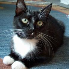 Blanding af racer Missemor