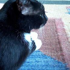 Blanding af racer Missemor