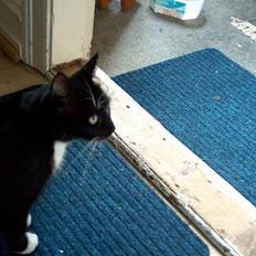 Blanding af racer Missemor