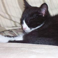 Blanding af racer Vera