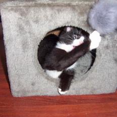 Blanding af racer Vera