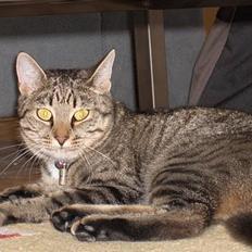 Blanding af racer Muffe