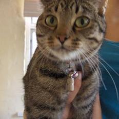 Blanding af racer Muffe