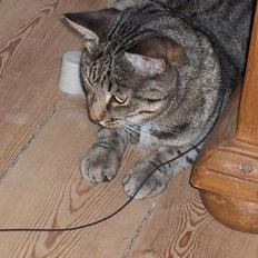 Blanding af racer Muffe