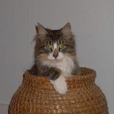 Norsk Skovkat Thyra Danebod