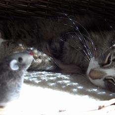 Norsk Skovkat Thyra Danebod