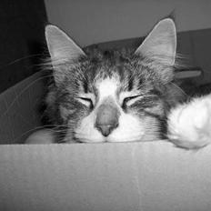 Norsk Skovkat Thyra Danebod