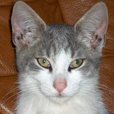 Huskat Bamse Død d. 8/5-08 :-(