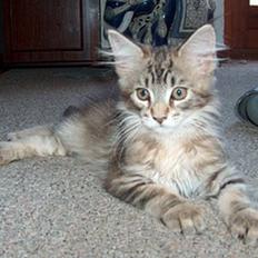 Maine Coon Alfa †