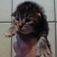 Maine Coon Alfa †