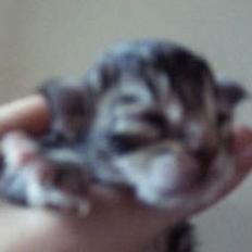 Maine Coon Alfa †