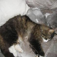 Perser Alexander(Xander)