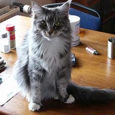Maine Coon Bessie