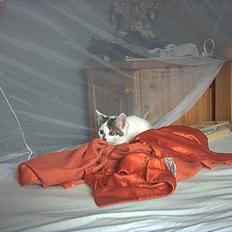 Blanding af racer Snøvsen