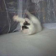 Blanding af racer Snøvsen