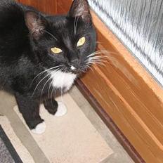 Blanding af racer Findus