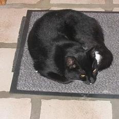 Blanding af racer Findus