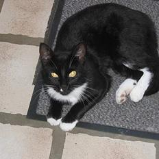 Blanding af racer Findus