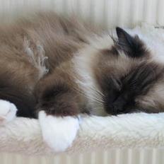 Ragdoll Gismo