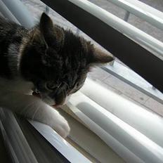 Blanding af racer Filuka 