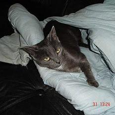 Huskat - Bella - forsvundet :-(